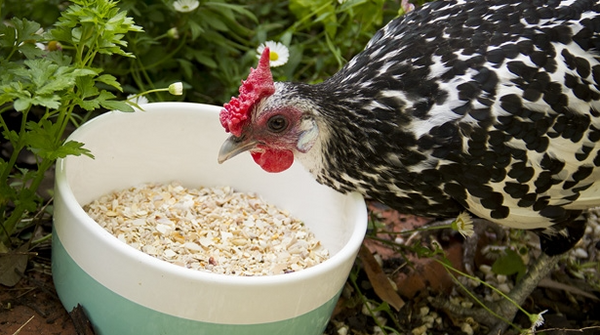 what is oystershell grit and why do my chickens need it?
