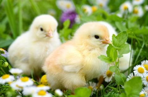 š„ Baby Chicks: When Can They Go Outside?