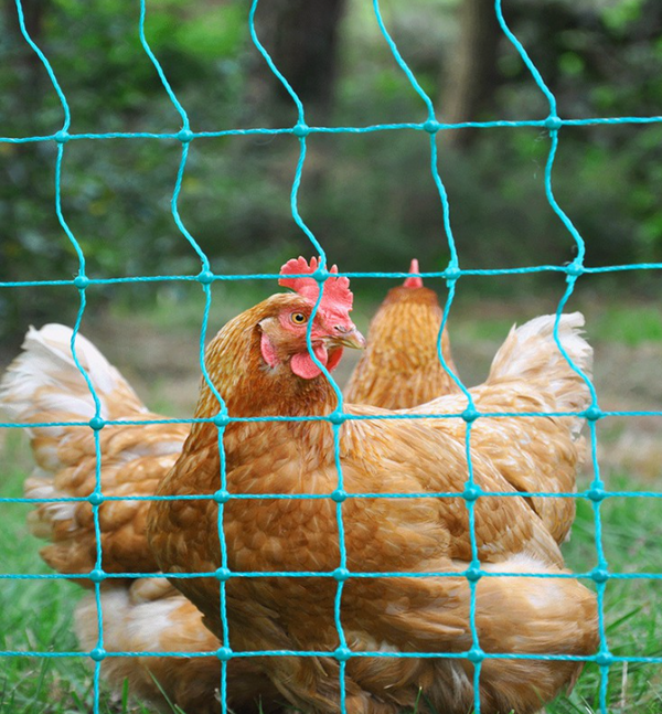 3 Reasons Poultry Fencing is Great For Your Chickens