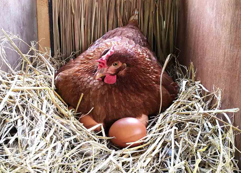 Chicken Laying Nest for your Hens