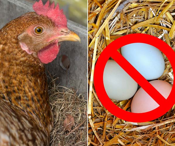 10 Reasons Why Your Hens Aren't Laying