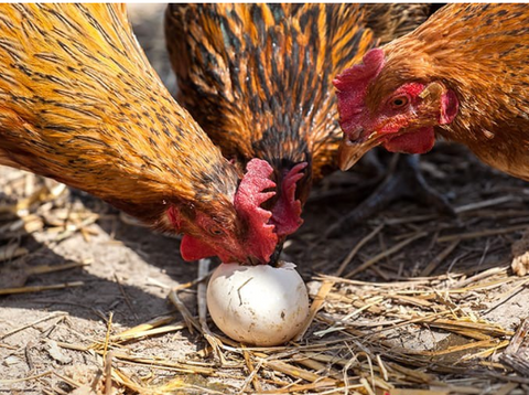 How To Stop Your Chickens From Eating Their Eggs