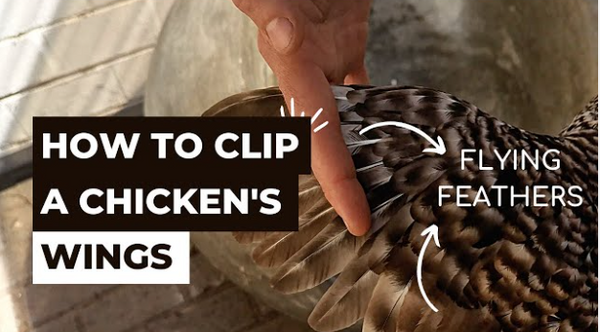 How to Clip Your Chickens Wings (Flight Feathers)
