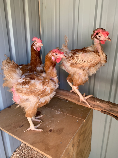 Why Are My Chickens Loosing Feathers And Not Laying?