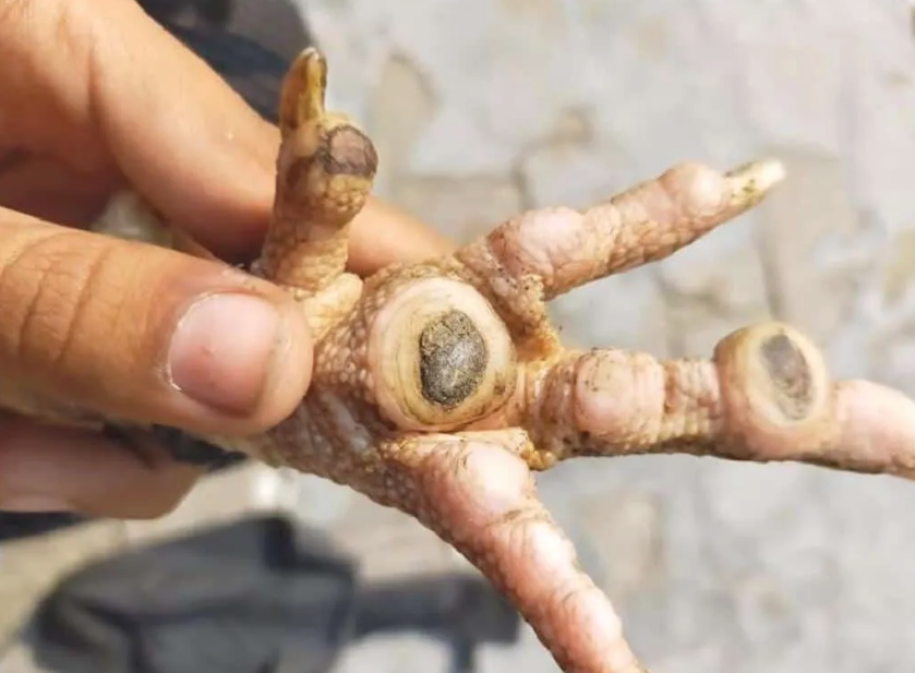 What is Bumble Foot and how do you treat it? – Chook Manor Ltd