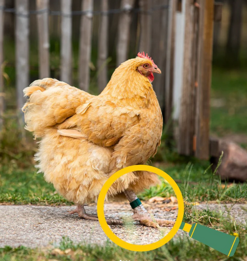 What Size Leg Rings do I need? Poultry Leg Ring Guide.