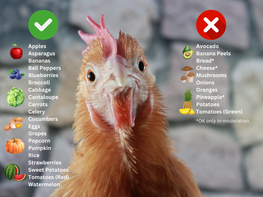 What NOT to feed your chickens – Chook Manor Ltd