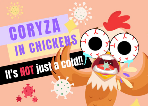 🐔 Infectious Coryza in Chickens: Everything You Need to Know (Without Freaking Out… Too Much)