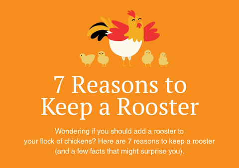 Is It Worth Keeping A Rooster ? 7 Reasons Why