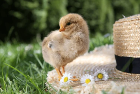 đ„ 5 Safe & Fun Treats You Can Feed Baby Chicks (That They'll Love!)
