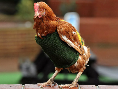 š§„š Do Ex-Commercial Hens Really Need Hen Coats?