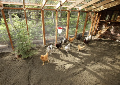 🪨Can you use sand in your chicken coop?