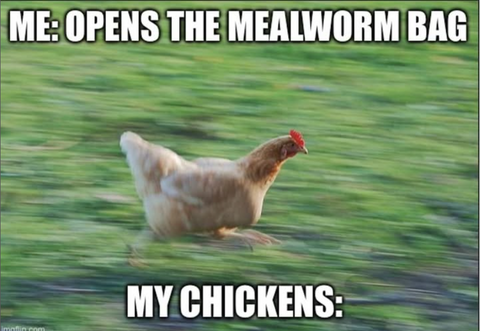 🪱 Why Chickens Go Crazy for Mealworms!