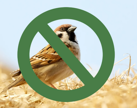 š« Why You Should Keep Sparrows Out of Your Chicken Coop