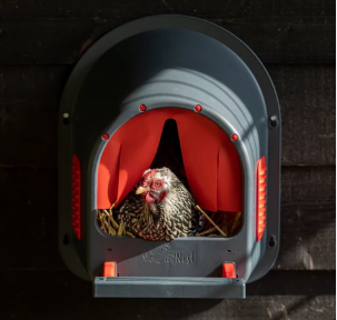 🐔 10 Ways to Get Your Chickens to Lay in the Nest Box