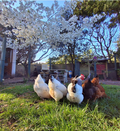 Why Chickens Love Eating Blossom Petals 🌸🐔
