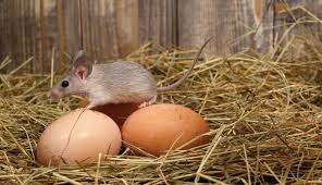🐭🚫 Managing Rodents in Your Chicken Coop