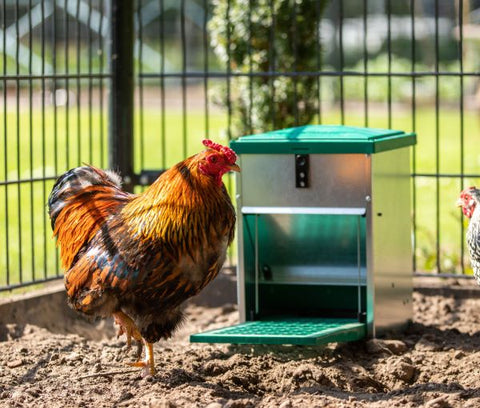 Feed-o-Matic Automatic Chicken Feeder 12kg