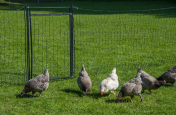 Hotline Rigid Poultry Hot-Gate System