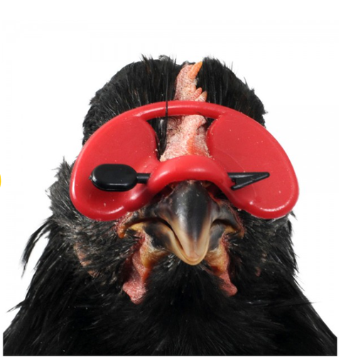 Poultry Blinder Large - 5 pack