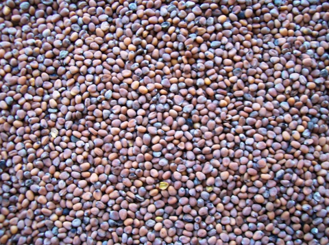 Radish seed 1kg (Pick 'N' mix Treat)