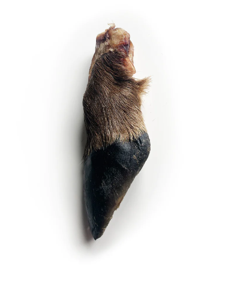 Deer Hoof Dog Chew