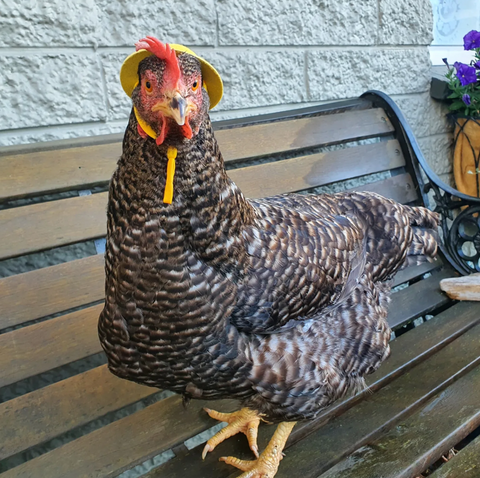 Chicken Hat Green