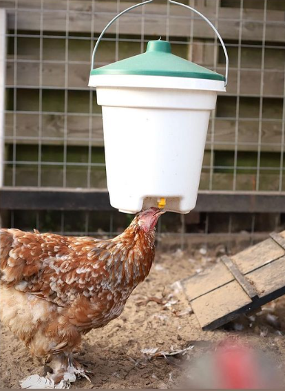 Drink-o-Matic  12L Poultry Hanging Bucket Drinker with Nipples