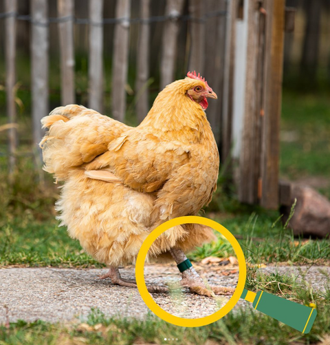 18mm Poultry Leg Rings 10 pack