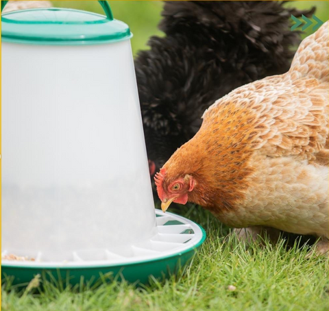 Chicken Feeder 3kg with Handle & Cover