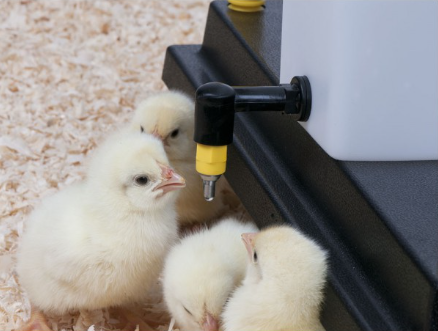 Chick Nipple Drinker Bottle 1 Litre