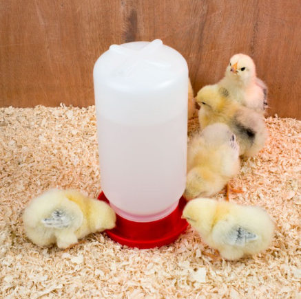 Jar Feeder and Jar Drinker Chicks 1kg 7 hole Combo