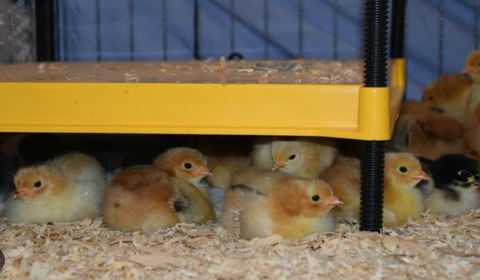 Brinsea EcoGlow Safety 1200 Chick Brooder