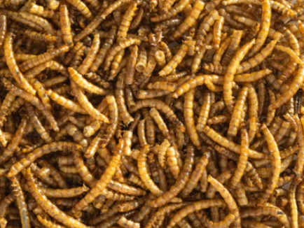 Dried Meal Worms 125g