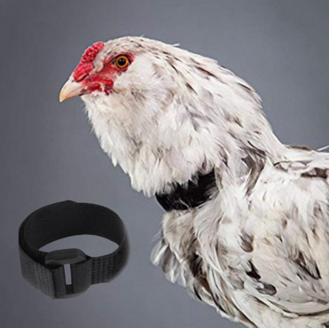 No Crow Rooster Collar (2 Pack green)