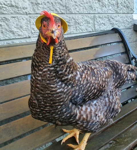 Chicken Hat Pink