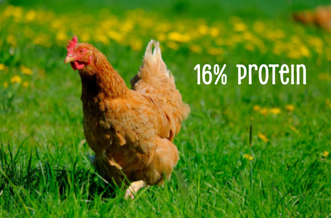 Chooks Choice Layer Pellet 10kg Westons