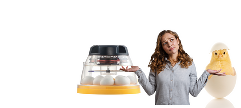 Not sure what incubator?