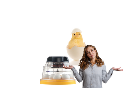 Not sure what incubator?