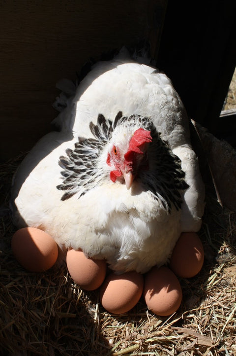 Solid Rubber Dummy Nest Egg - Brown