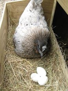 Solid Rubber Dummy Nest Egg - White