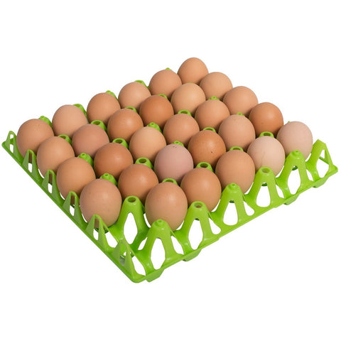 30 eggs Plastic Egg Tray - Single