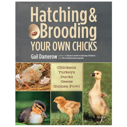 Hatching & Brooding Your Own Chicks