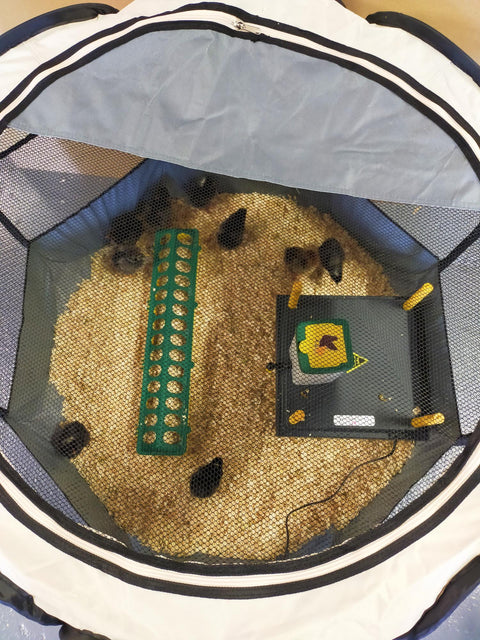 Chick Brooder Pop Up Large 10-15 chicks