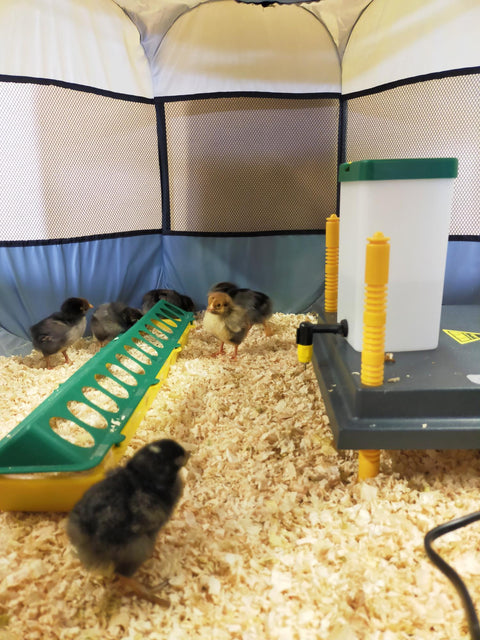 Chick Brooder Pop Up Large 10-15 chicks