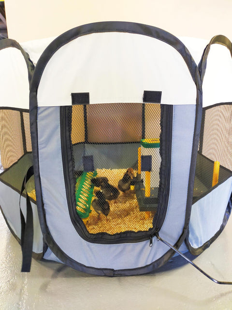 Chick Brooder Pop Up Large 10-15 chicks