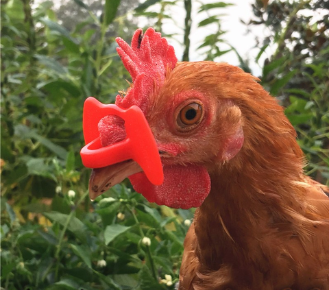 Anti Pecking Chicken Glasses Medium Red