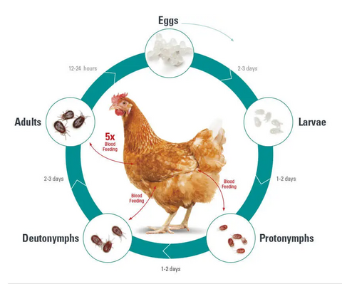 Exzolt – 50ml – Poultry Mite Control