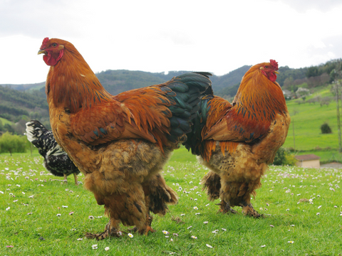 The A-Z of chicken Breeds (Brahma)