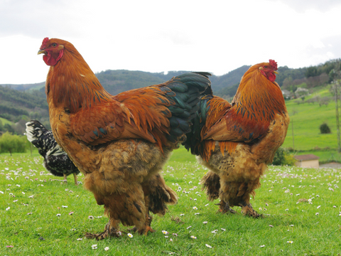 🐓 The A–Z of Chicken Breeds: Brahma